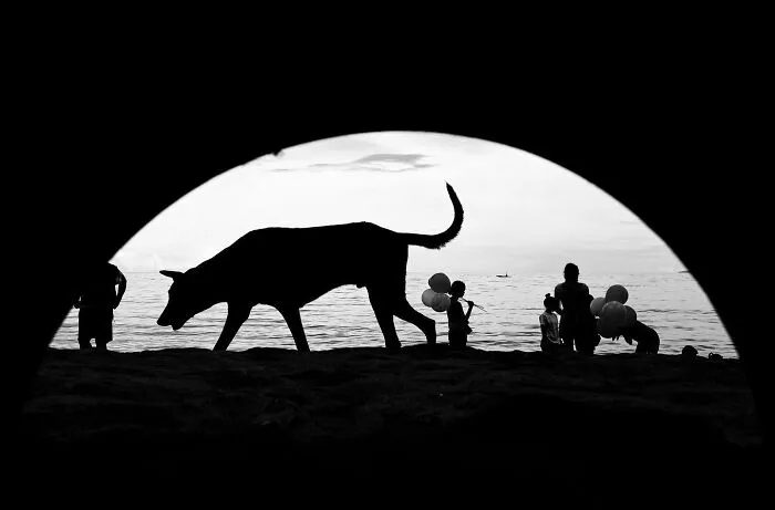 38 Candid Dog Moments Captured By This Street Photographer