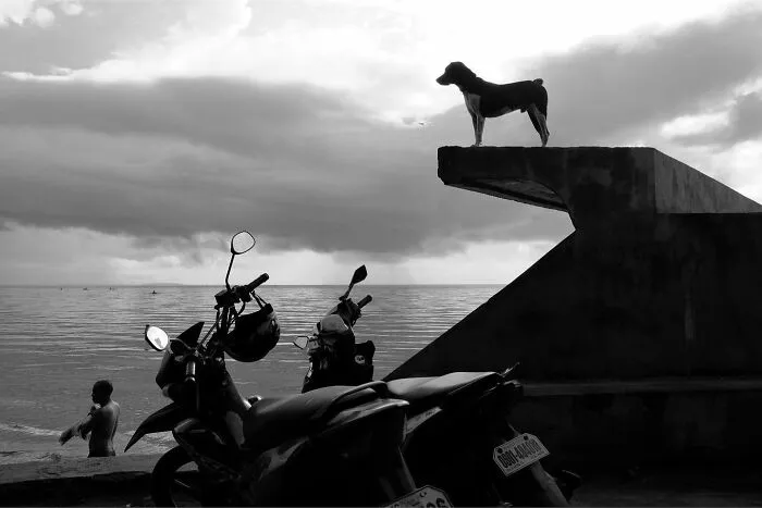38 Candid Dog Moments Captured By This Street Photographer