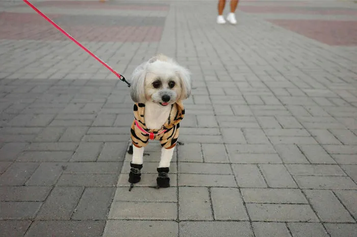 38 Candid Dog Moments Captured By This Street Photographer