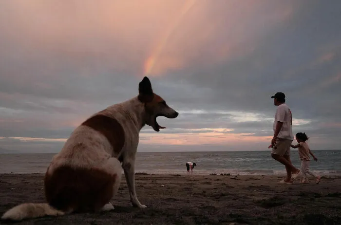 38 Candid Dog Moments Captured By This Street Photographer