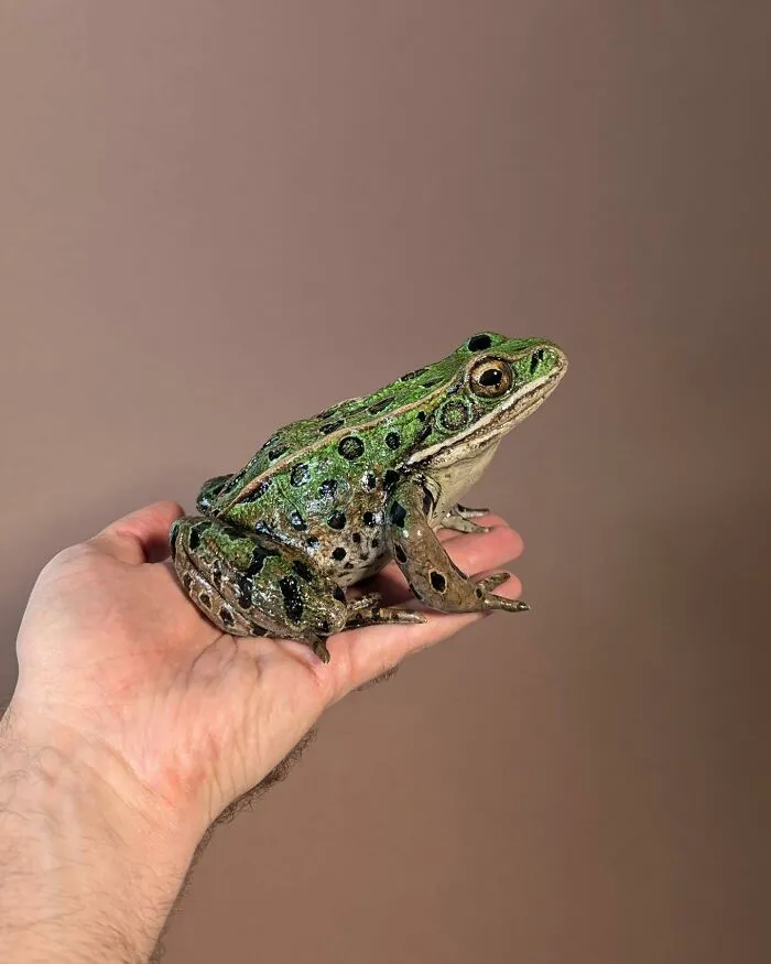 “I Cut Every Feather Out By Hand”: 31 Detailed Small Animal Sculptures By Zack Mclaughlin (New Pics)