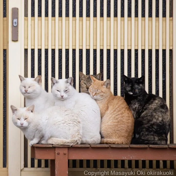 40 Entertaining Cat Pictures Captured By Masayuki Oki (New Pics)