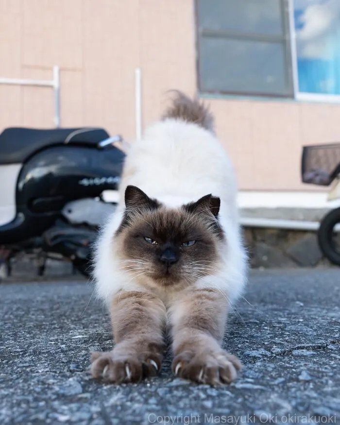 40 Entertaining Cat Pictures Captured By Masayuki Oki (New Pics)
