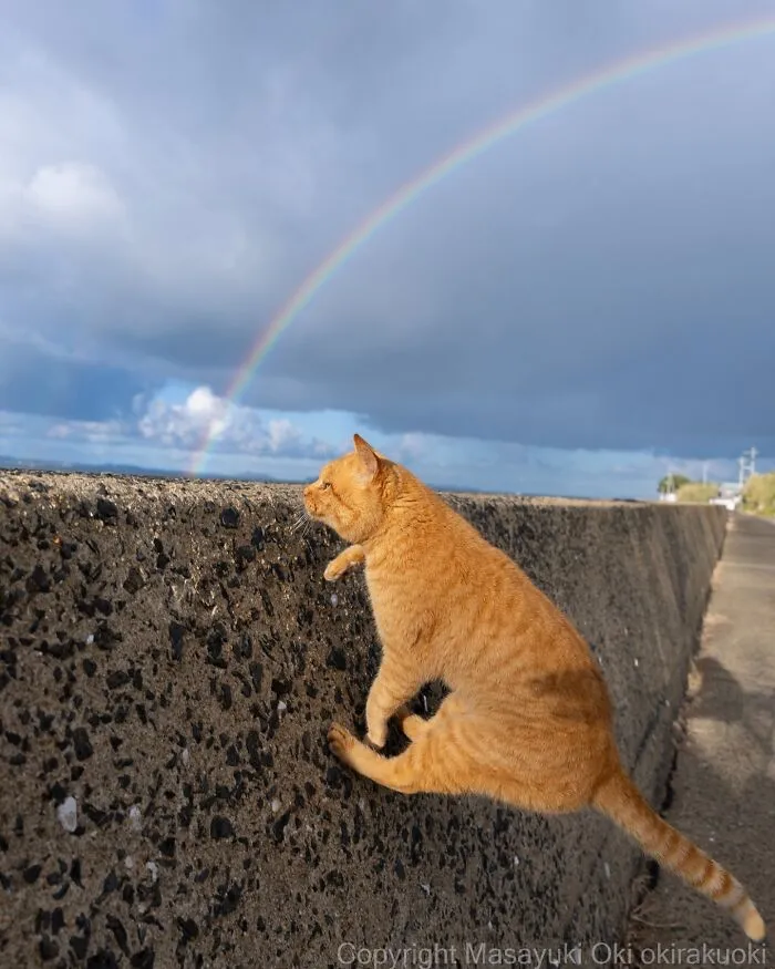 40 Entertaining Cat Pictures Captured By Masayuki Oki (New Pics)