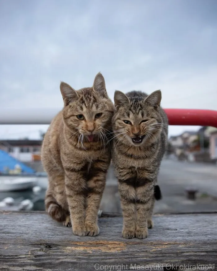 40 Entertaining Cat Pictures Captured By Masayuki Oki (New Pics)