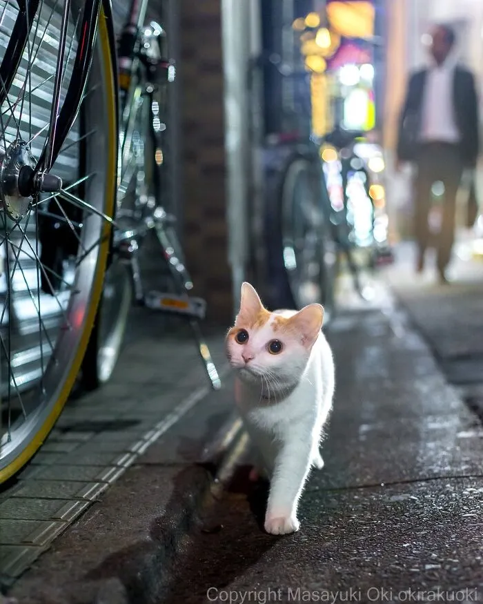 40 Entertaining Cat Pictures Captured By Masayuki Oki (New Pics)