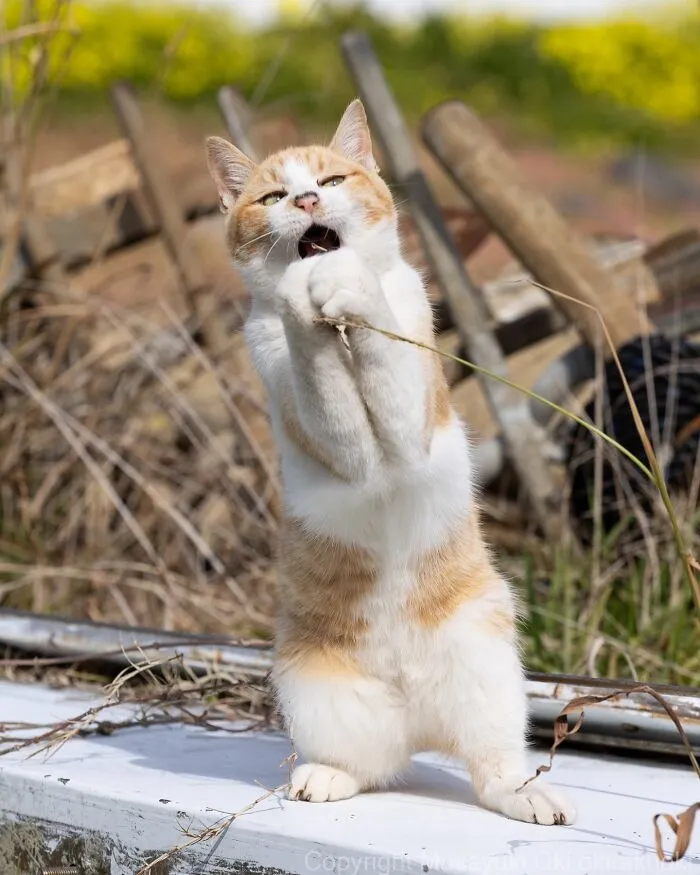 40 Entertaining Cat Pictures Captured By Masayuki Oki (New Pics)