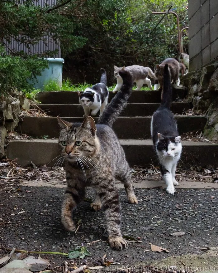 40 Entertaining Cat Pictures Captured By Masayuki Oki (New Pics)