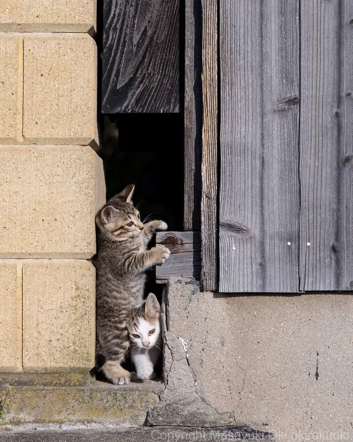 40 Entertaining Cat Pictures Captured By Masayuki Oki (New Pics)