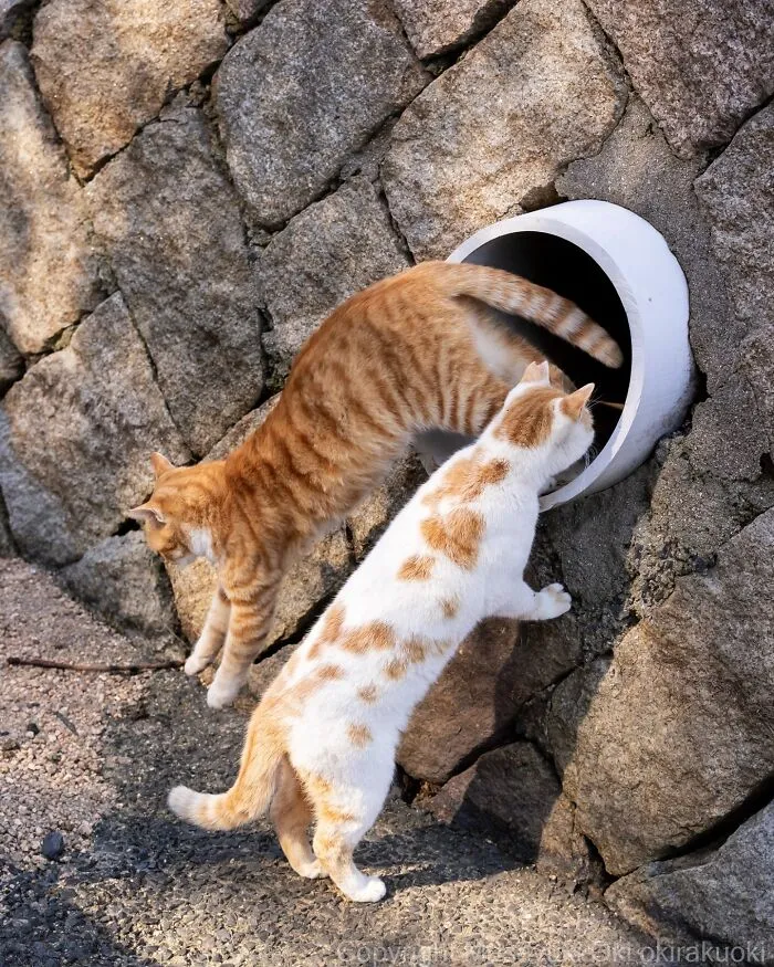 40 Entertaining Cat Pictures Captured By Masayuki Oki (New Pics)