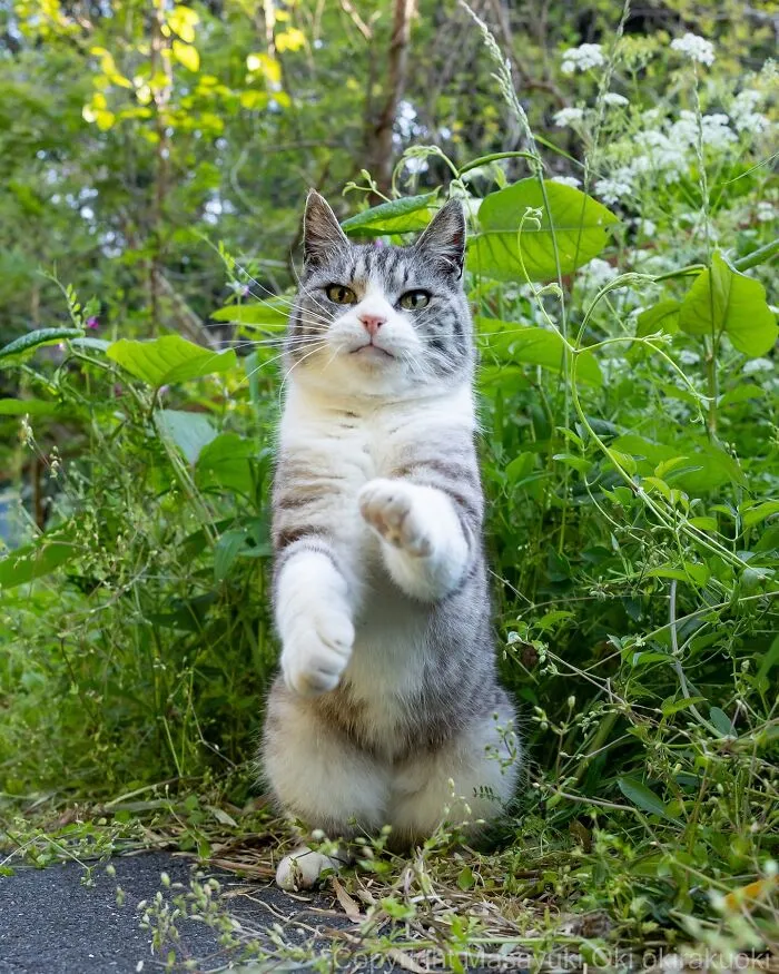40 Entertaining Cat Pictures Captured By Masayuki Oki (New Pics)
