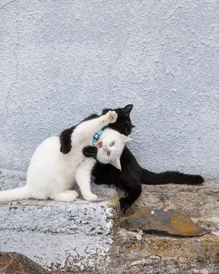 40 Entertaining Cat Pictures Captured By Masayuki Oki (New Pics)