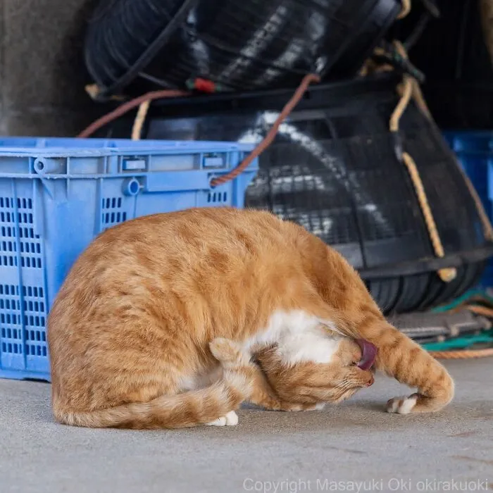 40 Entertaining Cat Pictures Captured By Masayuki Oki (New Pics)