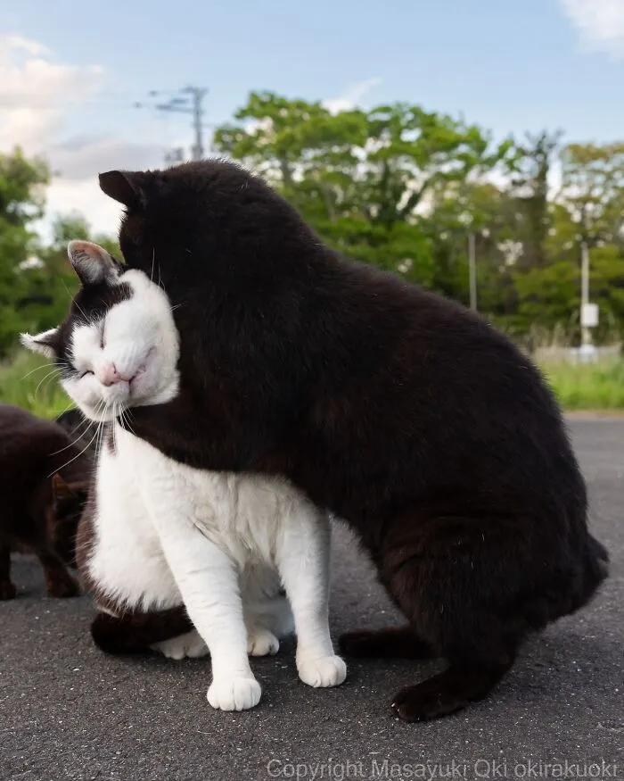 40 Entertaining Cat Pictures Captured By Masayuki Oki (New Pics)