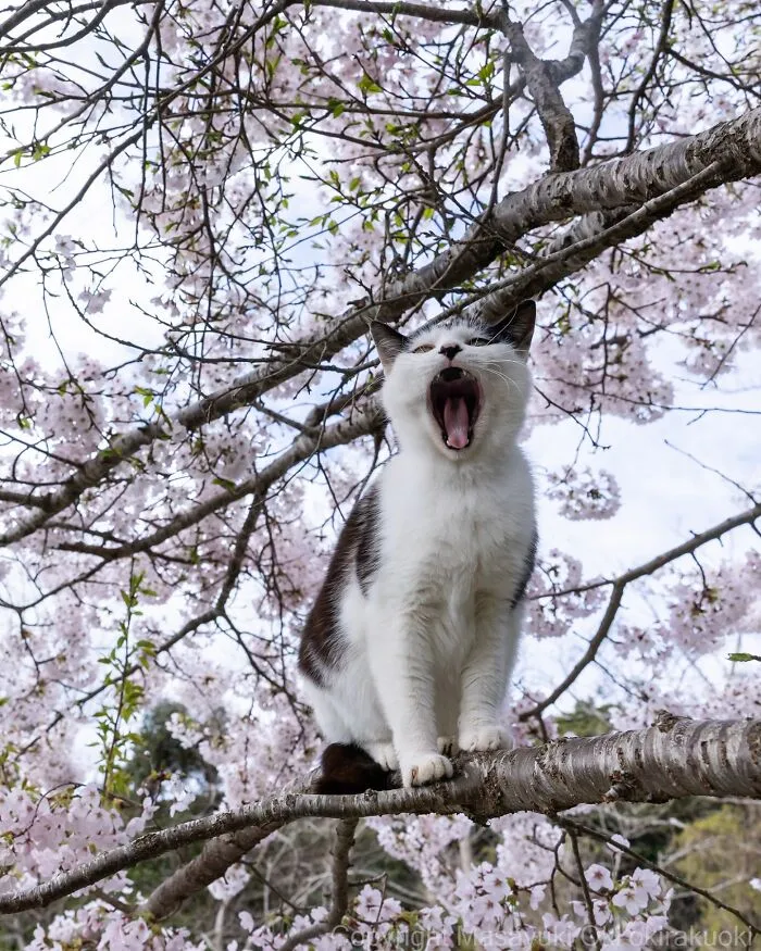 40 Entertaining Cat Pictures Captured By Masayuki Oki (New Pics)