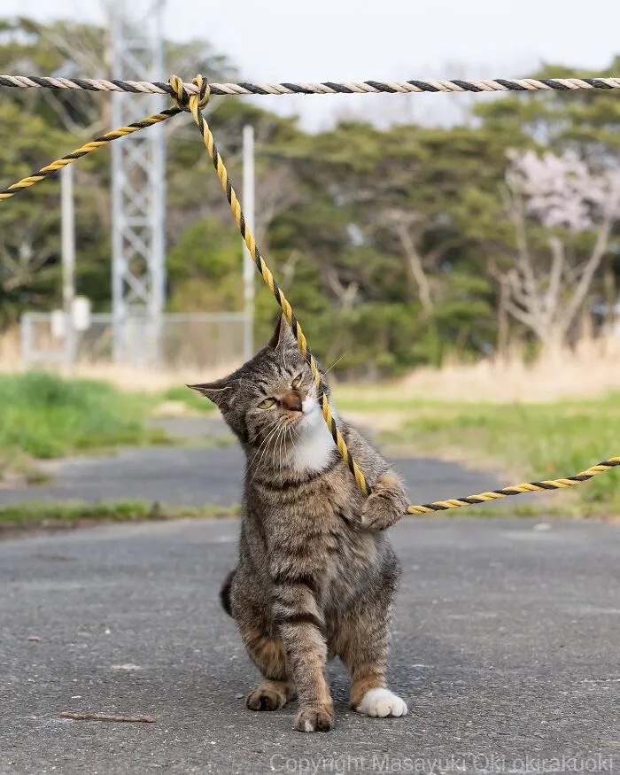 40 Entertaining Cat Pictures Captured By Masayuki Oki (New Pics)
