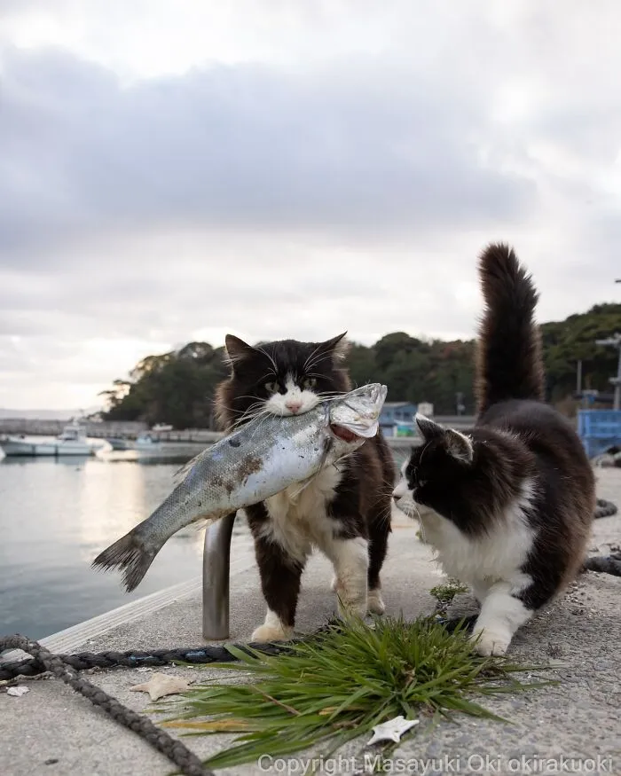 40 Entertaining Cat Pictures Captured By Masayuki Oki (New Pics)