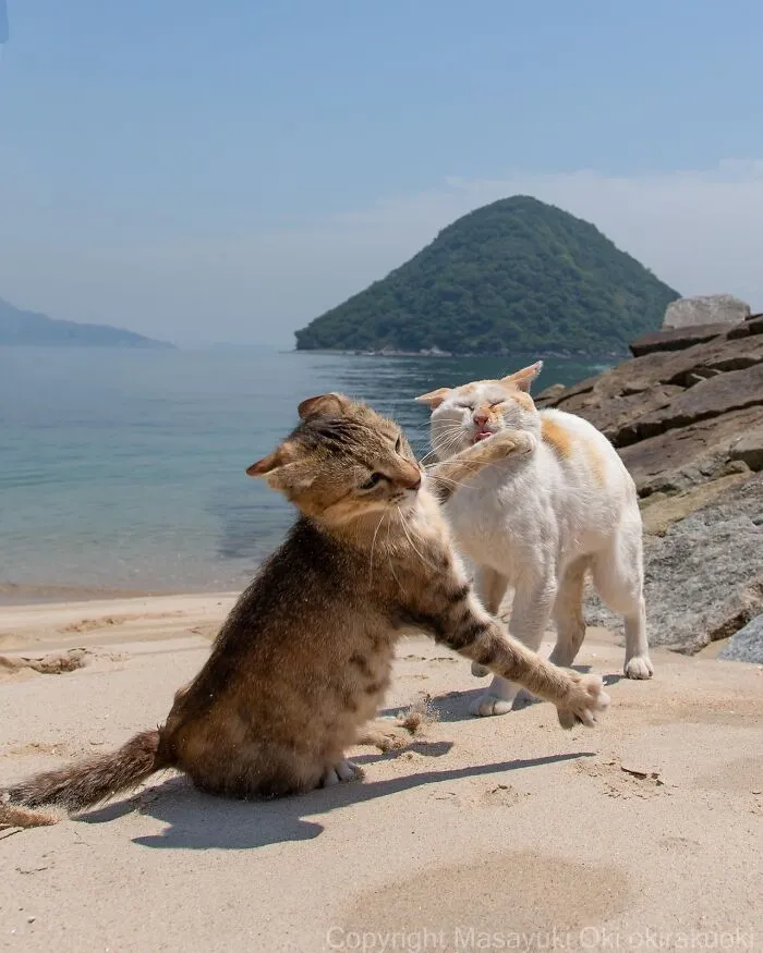 40 Entertaining Cat Pictures Captured By Masayuki Oki (New Pics)