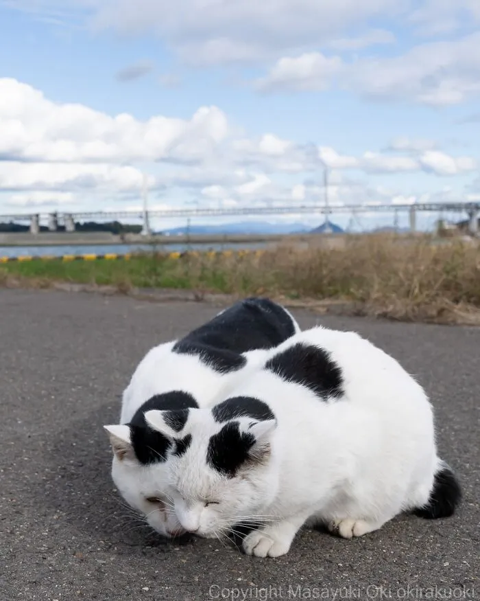 40 Entertaining Cat Pictures Captured By Masayuki Oki (New Pics)