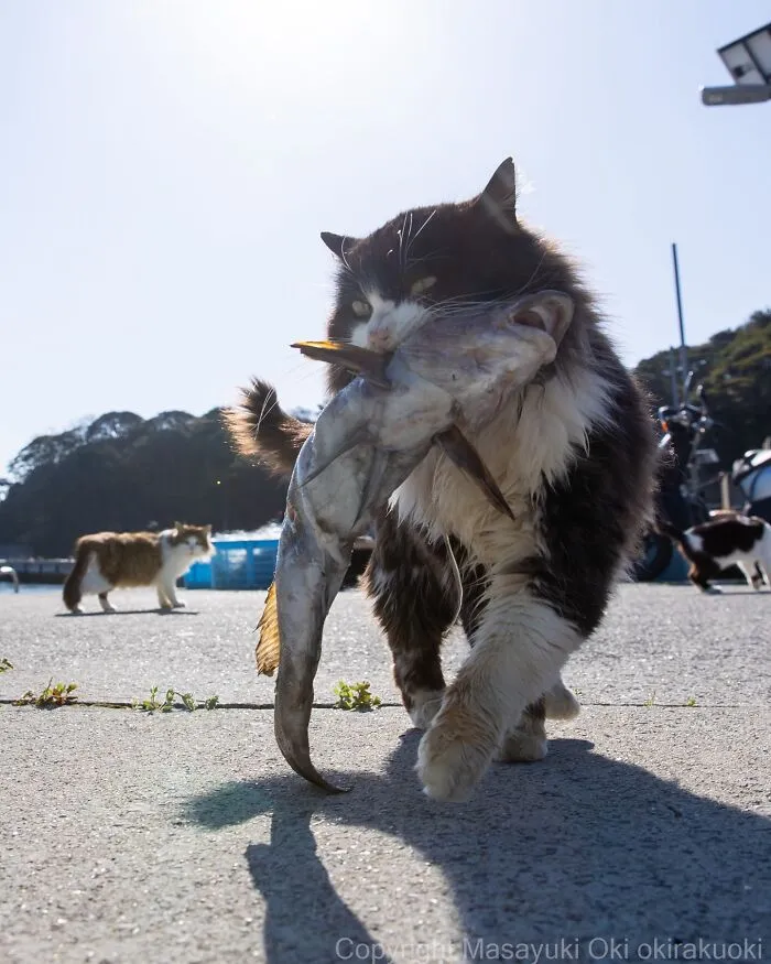 40 Entertaining Cat Pictures Captured By Masayuki Oki (New Pics)