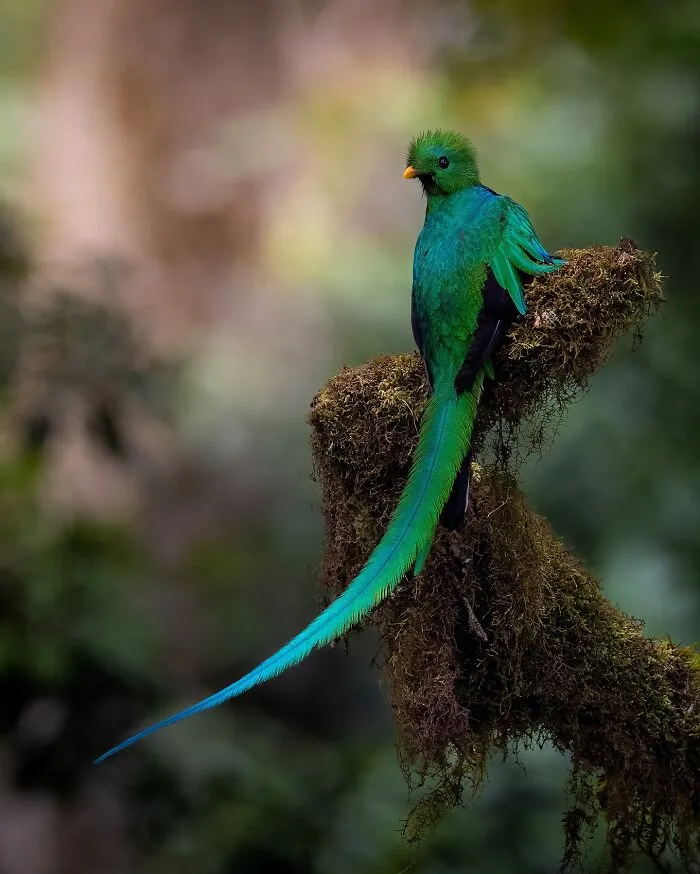 30 Magical Wildlife Moments Seen Through Joren De Jager’s Lens