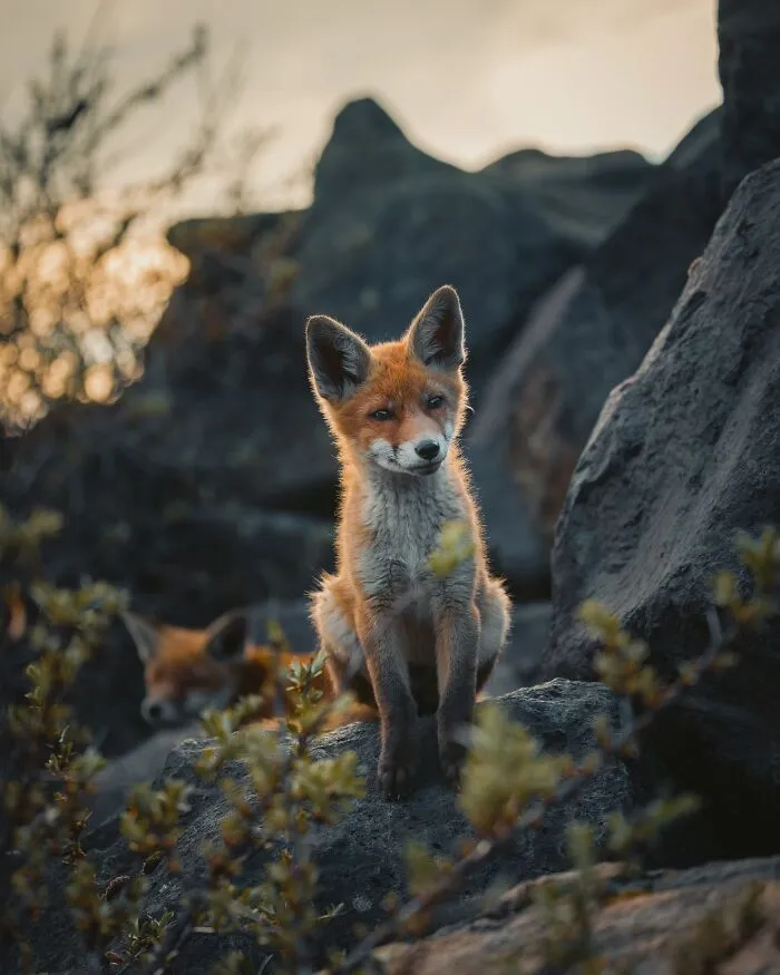 30 Magical Wildlife Moments Seen Through Joren De Jager’s Lens