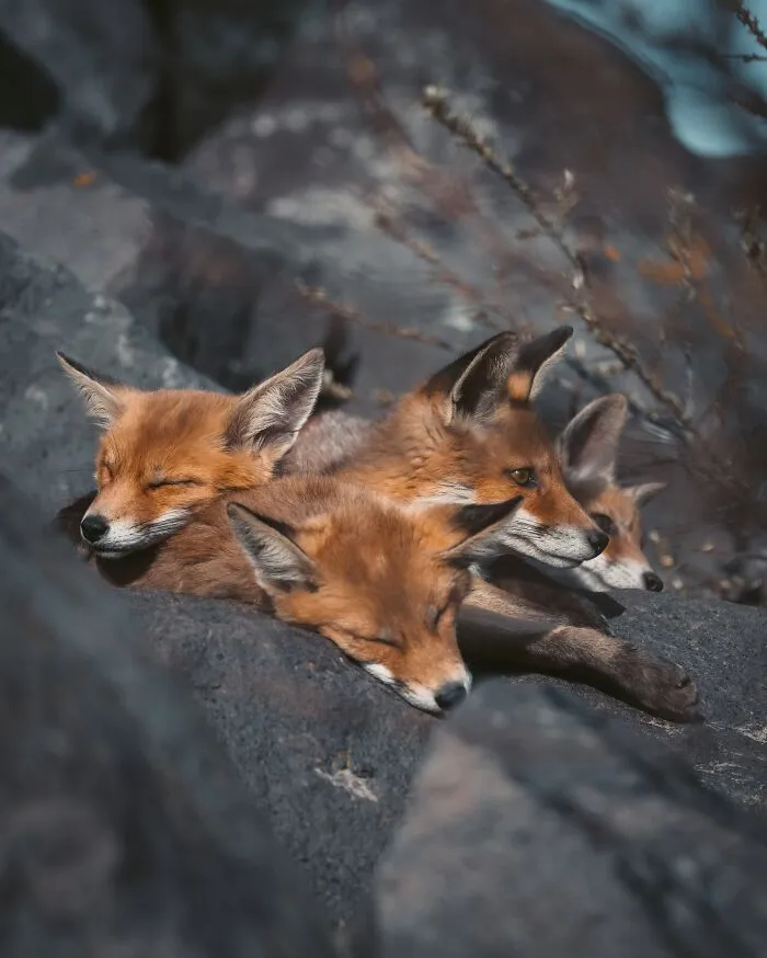 30 Magical Wildlife Moments Seen Through Joren De Jager’s Lens