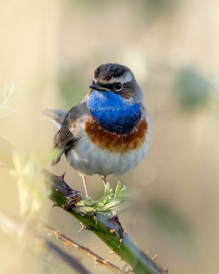 30 Magical Wildlife Moments Seen Through Joren De Jager’s Lens