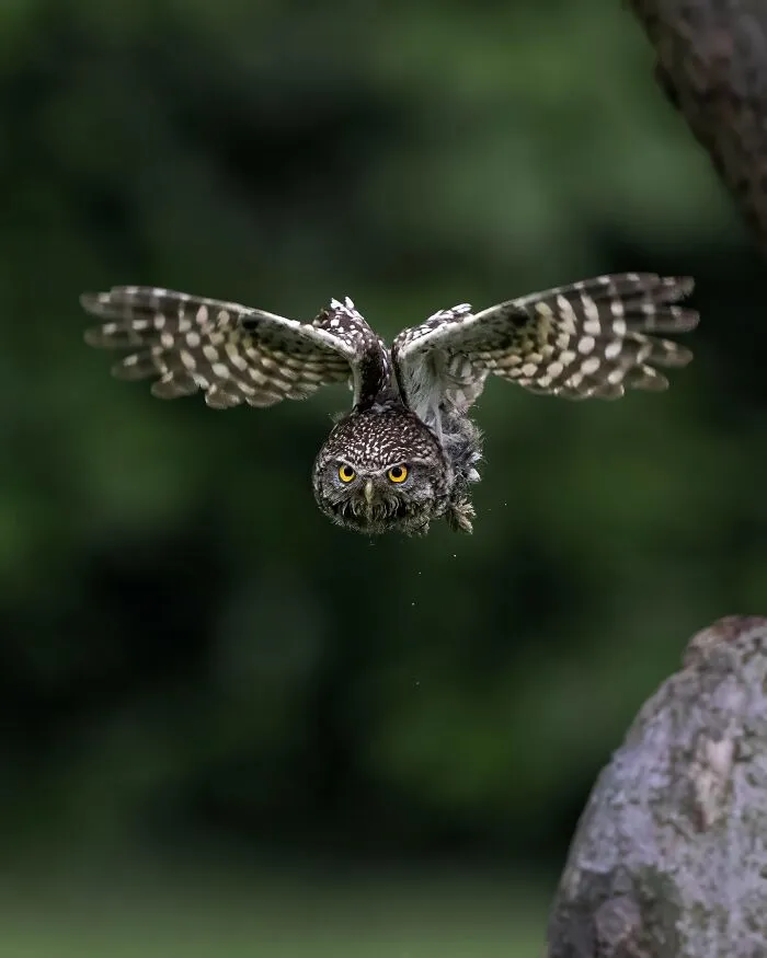 30 Magical Wildlife Moments Seen Through Joren De Jager’s Lens