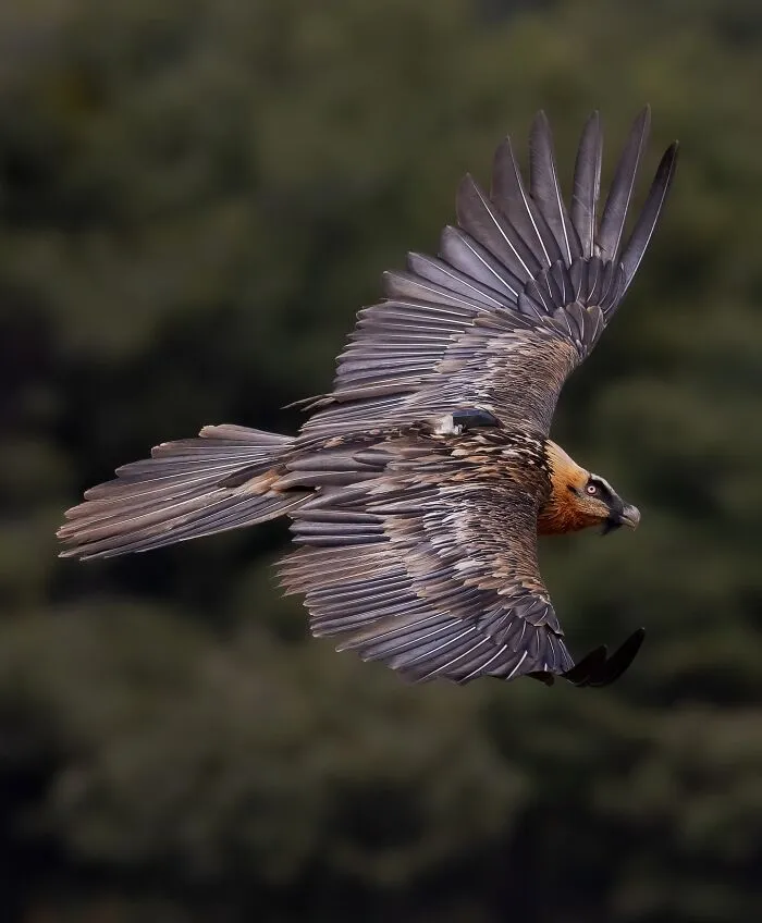 30 Magical Wildlife Moments Seen Through Joren De Jager’s Lens