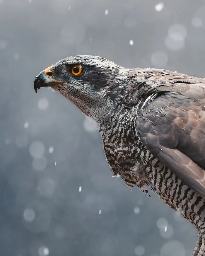 30 Magical Wildlife Moments Seen Through Joren De Jager’s Lens