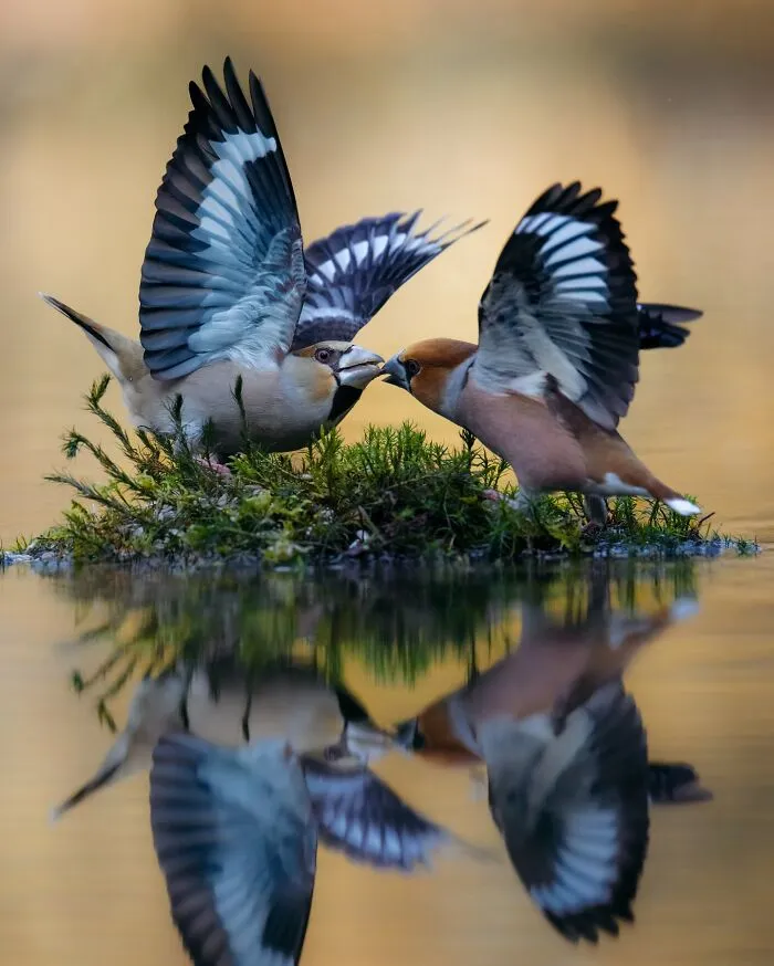 30 Magical Wildlife Moments Seen Through Joren De Jager’s Lens