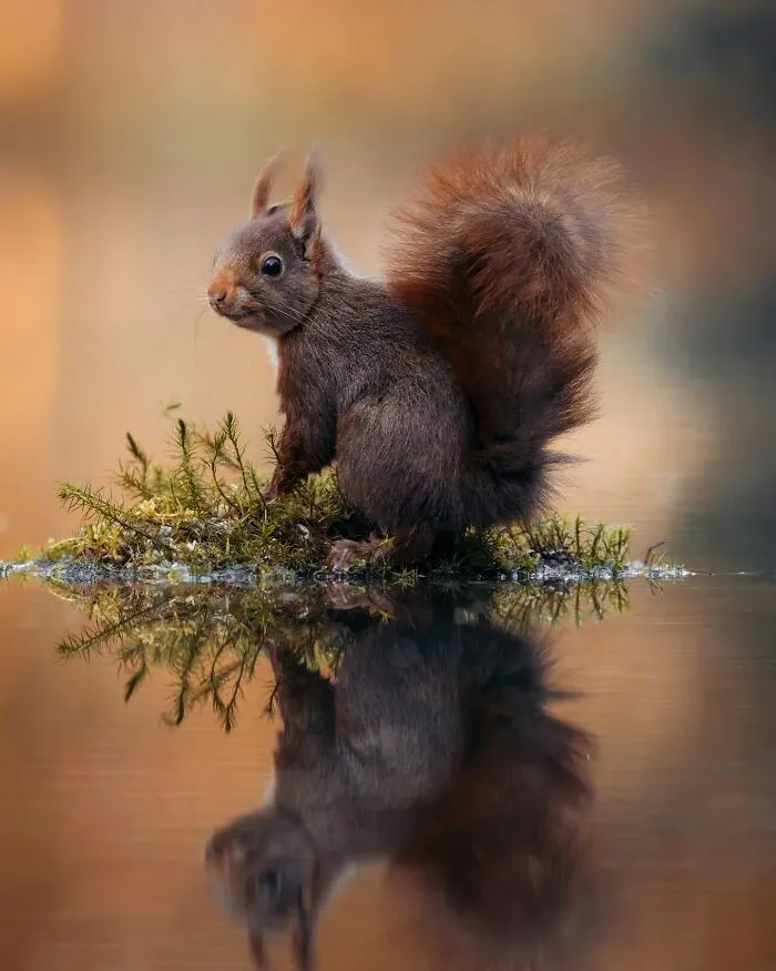 30 Magical Wildlife Moments Seen Through Joren De Jager’s Lens