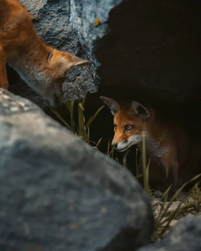30 Magical Wildlife Moments Seen Through Joren De Jager’s Lens