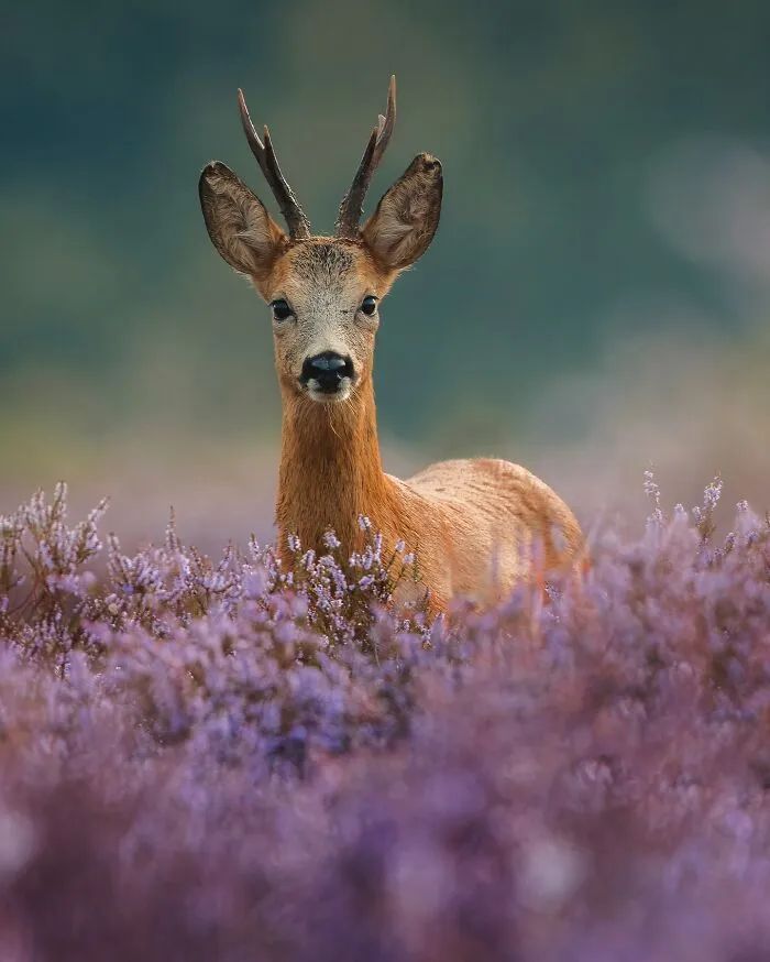30 Magical Wildlife Moments Seen Through Joren De Jager’s Lens