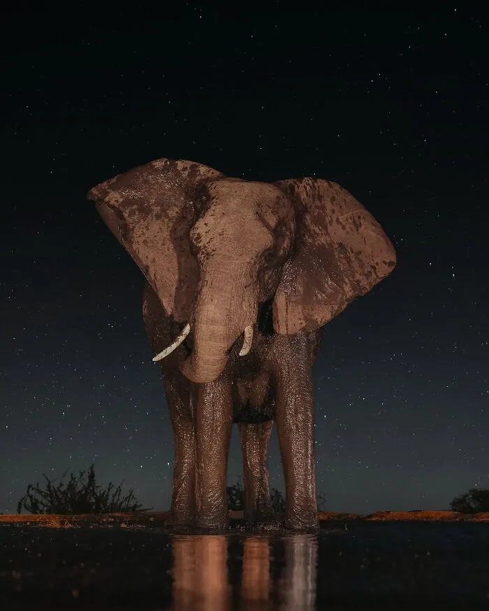 30 Magical Wildlife Moments Seen Through Joren De Jager’s Lens