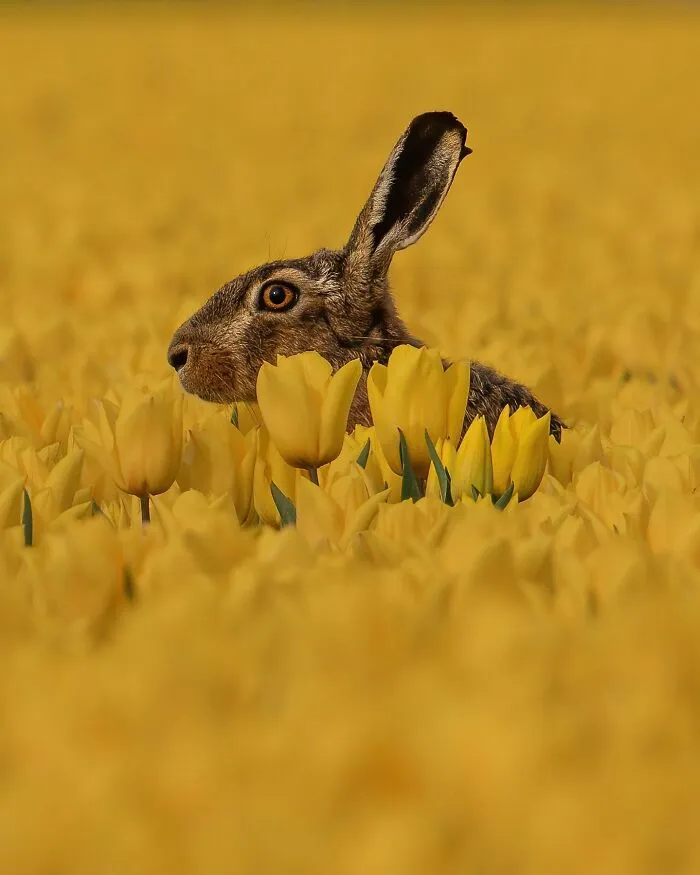 30 Magical Wildlife Moments Seen Through Joren De Jager’s Lens