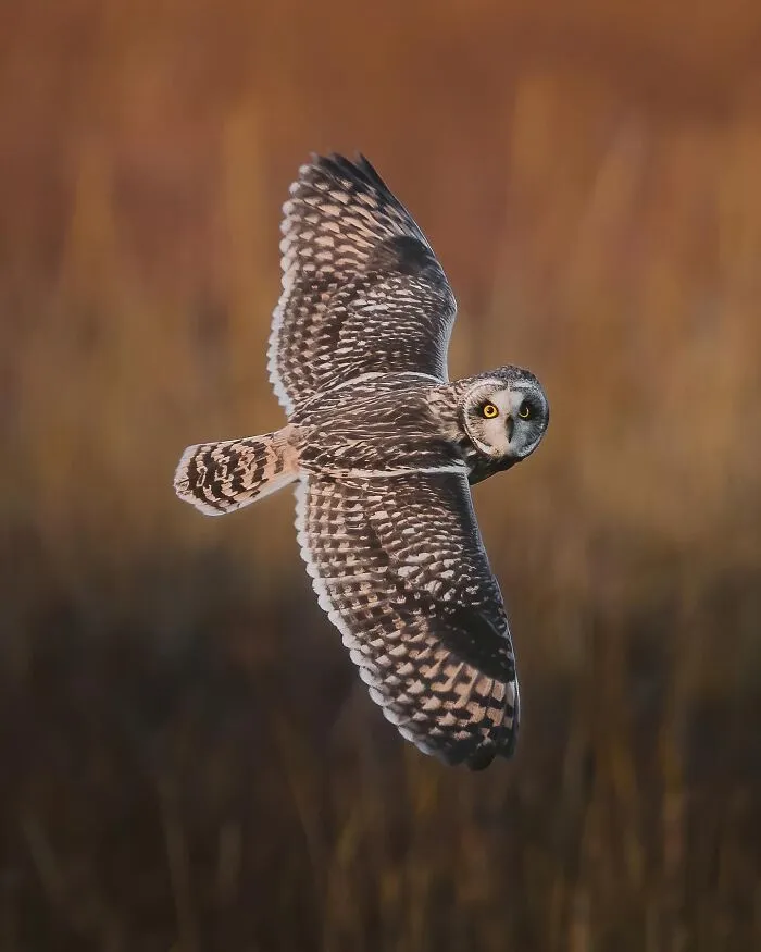 30 Magical Wildlife Moments Seen Through Joren De Jager’s Lens