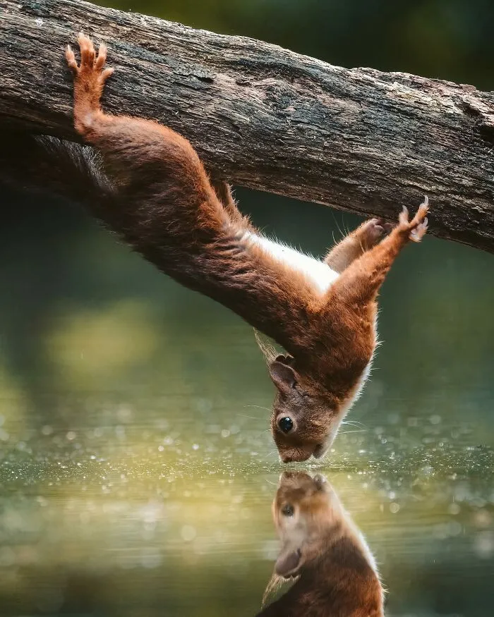 30 Magical Wildlife Moments Seen Through Joren De Jager’s Lens