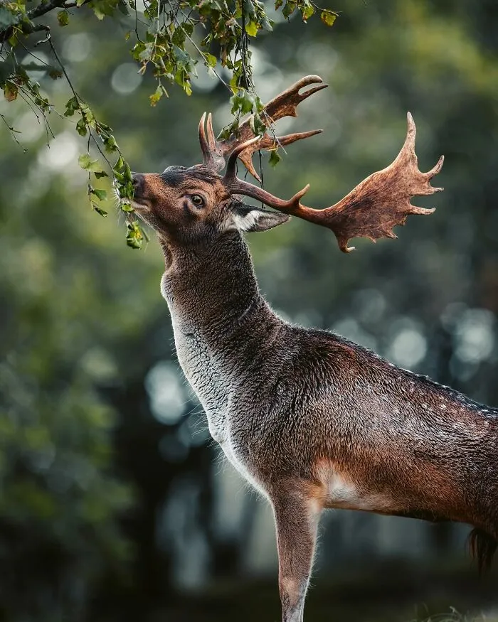 30 Magical Wildlife Moments Seen Through Joren De Jager’s Lens