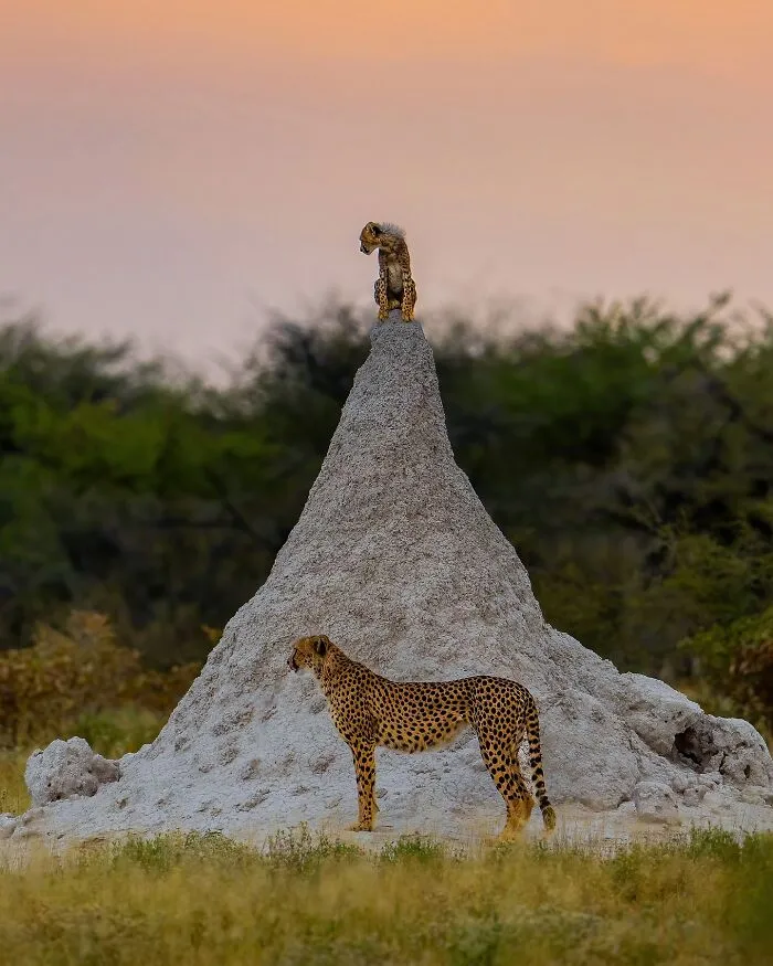 30 Magical Wildlife Moments Seen Through Joren De Jager’s Lens