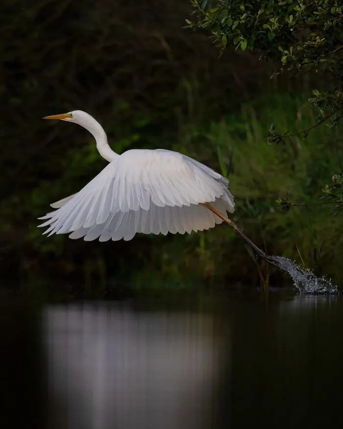 30 Magical Wildlife Moments Seen Through Joren De Jager’s Lens