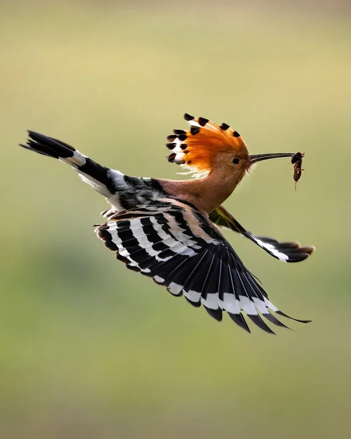 30 Magical Wildlife Moments Seen Through Joren De Jager’s Lens