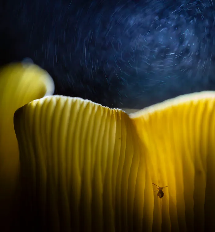 Finalist: "In The Shelter Of The Mushroom" By Tibor Litauszki