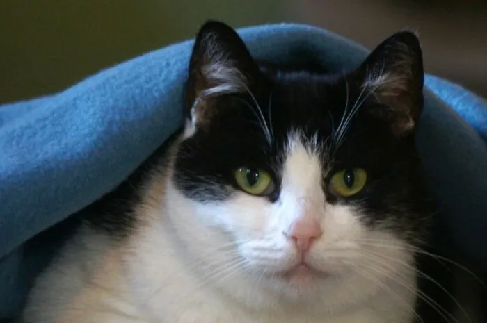 Winnie Under Her Blanket