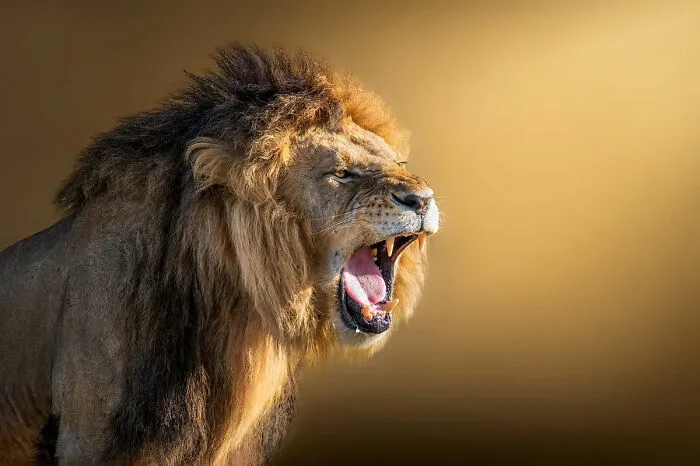 30 Captivating Wildlife Photos That Showcase Nature’s Raw Beauty By Mónica L. Corcuera