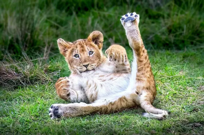 30 Captivating Wildlife Photos That Showcase Nature’s Raw Beauty By Mónica L. Corcuera