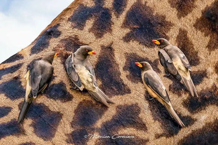 30 Captivating Wildlife Photos That Showcase Nature’s Raw Beauty By Mónica L. Corcuera