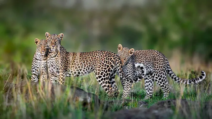 30 Captivating Wildlife Photos That Showcase Nature’s Raw Beauty By Mónica L. Corcuera