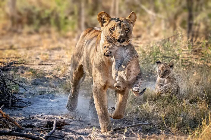 30 Captivating Wildlife Photos That Showcase Nature’s Raw Beauty By Mónica L. Corcuera